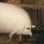 pig devoted to tall skinny gods