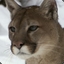 Cougar