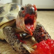 WhackedMaki