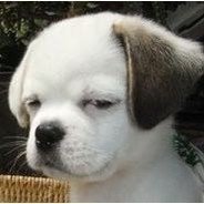 世界上最机智的男人