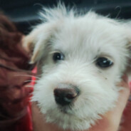 40岁大叔勇闯DOTA2