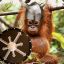 Viking Orangutan
