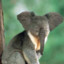 Koala Masala