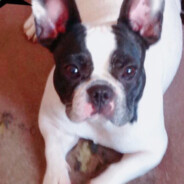 阿柴不流泪可乐喝到废