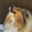 RRRough Collie Enterprises LTD
