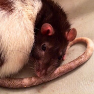 ratten brained and muridae coded