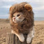 Cat Lion