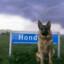 Hond