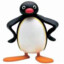 Pingu Noot Noot