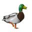 Antn