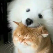 满山猴子我腚最红