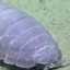 giant isopod