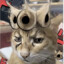 忧郁的小猫