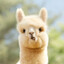 alpaCa