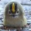 Goldcrest