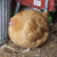 Borb