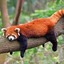 Scar The Red Panda
