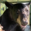 Dumbear123
