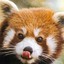 Angoryredpanda