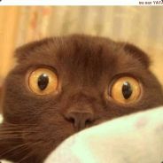 DesTrucTor - steam id 76561197960503032