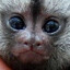 Macaquinha