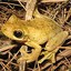 bobblefrog
