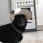 Avatar of milli