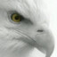 White_Eagle
