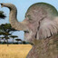 I am elephant Walter's avatar
