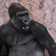 КИБЕРСПОРТСМЕН