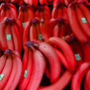 banan4ic04 avatar