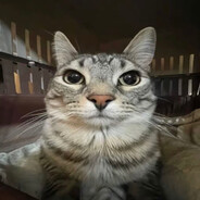 just win - steam id 76561199233519580