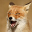 VeganFox-