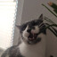 meow