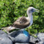 A Blue-Footed Booby