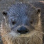 Dobbin the jr otter