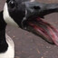 Goose!