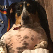 This is my dog Chungus