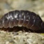 Potato Bug