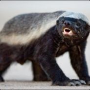 The honey badger avatar
