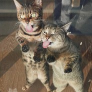 Madcat