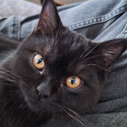 Kiwi's avatar