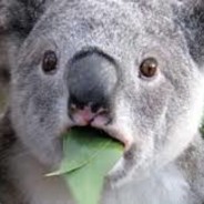 Greykoala