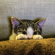 派派之前导一导能爽一秒是一秒