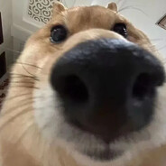 别指望我·我好菜的