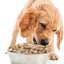 hundemad