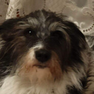 Bella dolbaeb