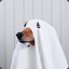 GHOST DOG