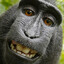 6 Monkeys Vs 6 Morons