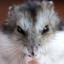 Viduus